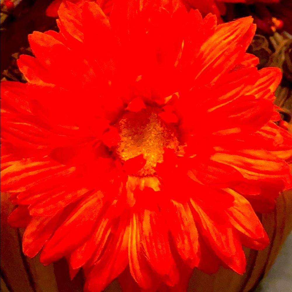 Meet your Posher, Kelley